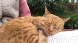 Kucing Liar Tidur di Pahaku dan Tidak Bisa Diusir