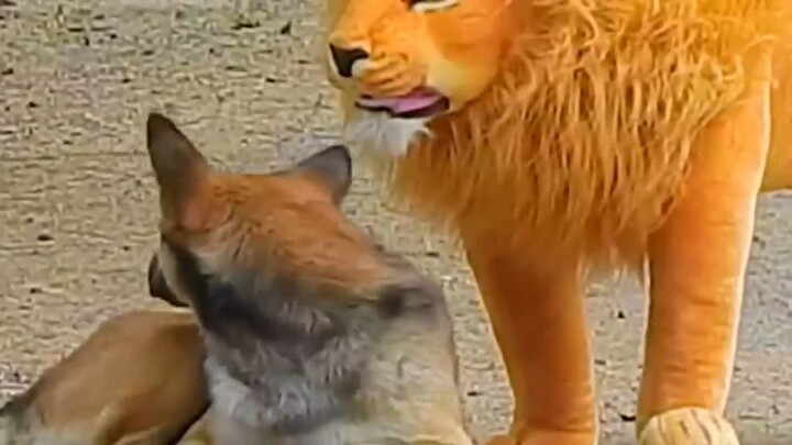 Troll Prank Dog Funny & fake Lion and Fake Tiger Prank To dog & Huge Box Prank t