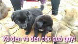 Chợ Cán Cấu. SiMaCai. Chợ nhộn nhịp nhiều chó xù, mông cộc đẹp. Pet dog. Hàng nông sản tươi ngon