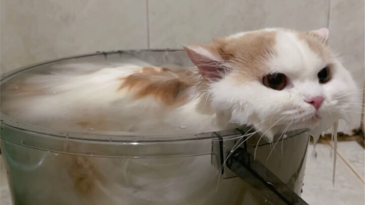 The other kittens are for taking baths, and the short cat is for snorkeling.