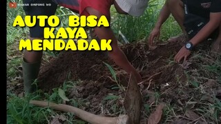 KALO NEMU TANAMAN INI JANGAN DI BUANG AUTO KAYA MENDADAK