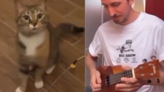 nge remix suara kucing jadi lagu🥰