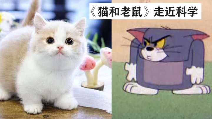 ปรากฏว่าแมวขาสั้นจะตัวสั้นลงเพราะโดนตีใช่ไหม? - - - - -