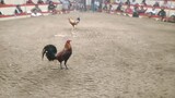 championship fight (4 cock derby)#carpan