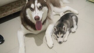 Jealous Huskie Ignores His New Friend