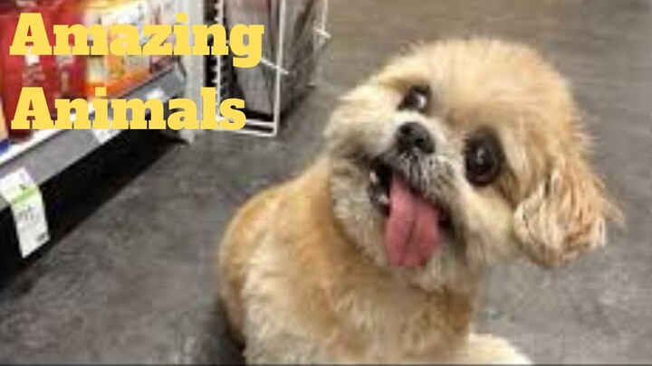 💥Amazing Animals Viral Weekly😂💥of 2020 | Funny Animal Videos💥👌