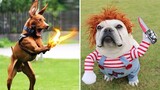 Transforming Dog And Cats - Funniest Pets Cosplay 2021