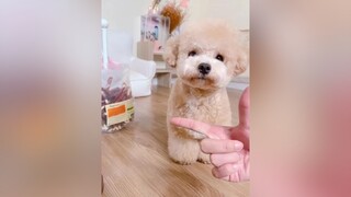 milkteapoodle chópoodle yeucho yeuchomeo chomeo poodle poodlelover cutedog tiktok hoiyeucho cutepuppy doglover smartdog funnydog