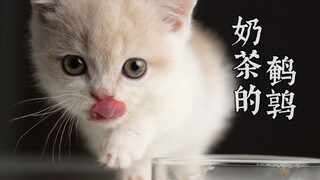 当小奶猫生吞小鹌鹑！