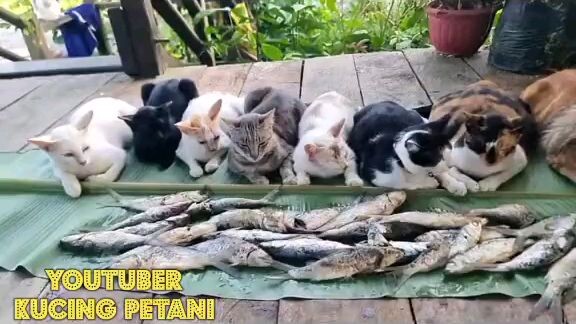 kucing petani di ponpes al-bandengkiah🤣