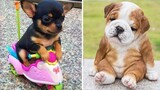 Baby Dogs 🔴 การรวบรวมวิดีโอสุนัขน่ารักและตลก 2 วิดีโอลูกสุนัขตลก 2020