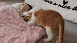 มีแมวส้มตัวหนึ่งชอบมุดผ้าห่ม ช่างมีความสุขจริง ๆ 