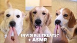 Feeding My Dogs Invisible Treat Until They Realize 🏆 | ASMR