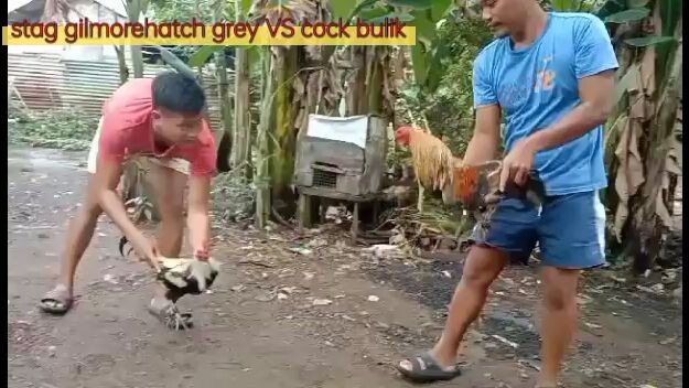 stag VS cock.pa like and follow na po jan mga ka bilibili.☺☺☺