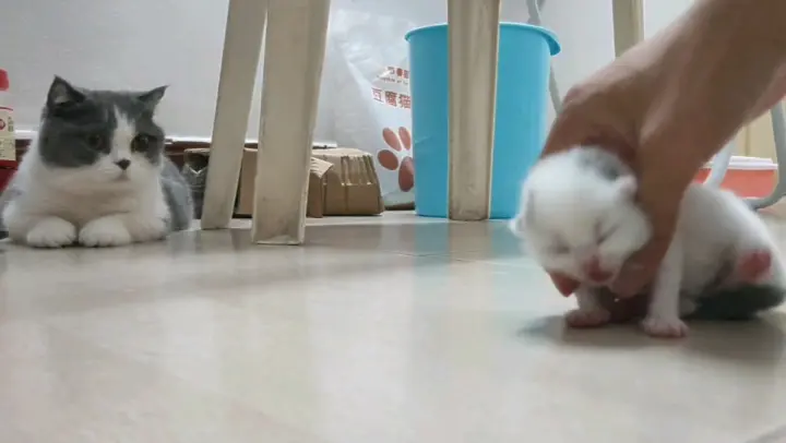 What happens when I play with the kitten in front of the mother?