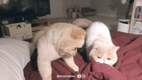 [Humor]Kakak Thailand, Lengkap Dengan Anjing dan Kucingnya