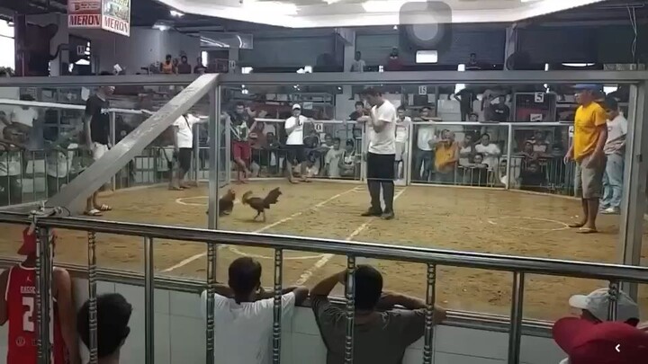 Win Possum Sweater gumawa ng paraan manalo kapit ng naka White Tshirt🐔🍀
