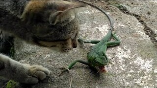 kucing petani makan kadal hutan - dunia binatang