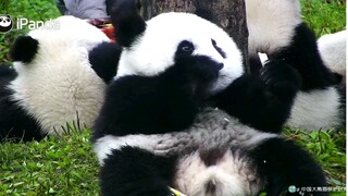 [大熊猫乔包包] 胖包包是个小甜甜