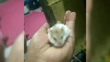 tikus apa curut?