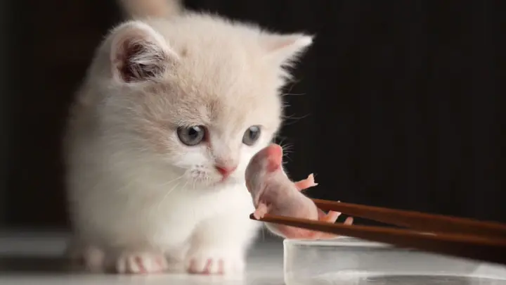 Kitten meets baby mice = Tasty snack
