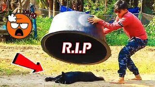 [Best Dog Prank] Biggest Box vs Prank Sleep Dog Make Crazy Funny