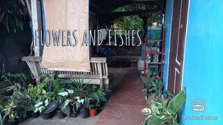 Take a look of my Flowers, Pig and Fishes