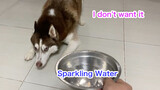[Anjing imut] Apa reaksi Husky ketika minum air soda untuk pertama kalinya?