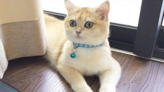 Cute Cat - Bé Mèo Con Buồn Ngủ Nhưng Vẫn Thích Hóng Chuyện - Funny Kittens