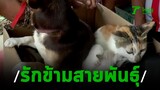 "งง"หมาผสมพันธ์ุแมว ได้ลูกครึ่งหมาแมว | 15-11-62 | ข่าวเช้าไทยรัฐ