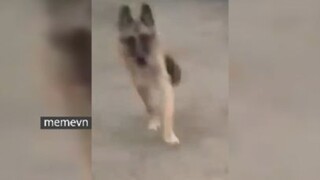 Chọc chó ở đâu cũng có