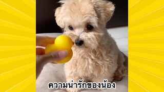 สัตว์เลี้ยงพื่อนขนปุย : ความน่ารักของน้อง