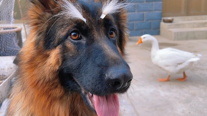 The daily life of an old rural man and his dog...things!