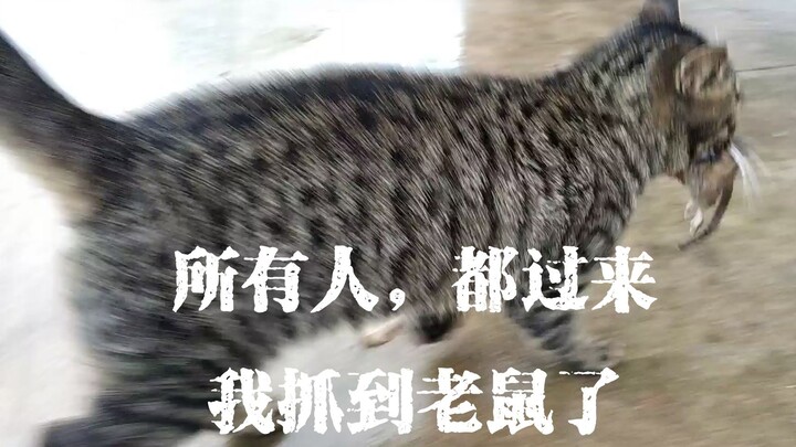 【狸花猫】给主人炫耀一下抓到的老鼠