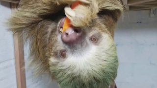 Sloth 🔴 Cute Sloth Eating Carrots - Adorable Oso Perezoso Comiendo Zanahorias