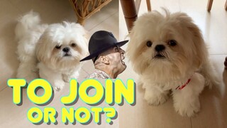 Cute Shih Tzu Reflects On His Past Experiences to Join The Army ( Cute & Funny Dog Video)