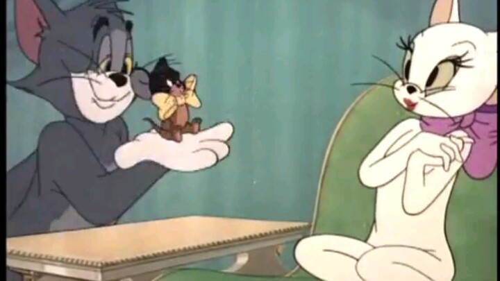 tom and jerry casanova cat