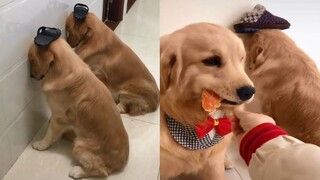 Funny And Cute Golden Retriever Compilation - Cute And Funny Dogs Golden