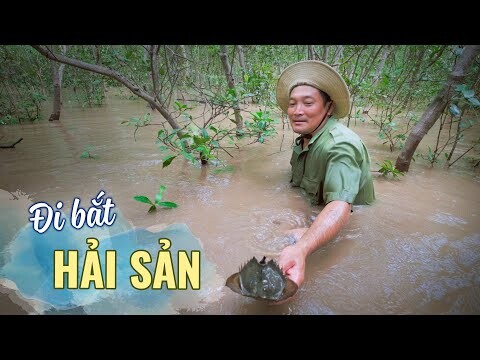 Đi bắt hải sản, ốc leo cây ở biển Sóc Trăng |Du lịch ẩm thực Miền Tây Việt Nam