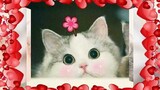 Học giờ mèo kêu/ mèo dễ dàng thương