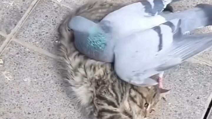 cat fight 😻😻😹😹 #short #trending #viral #catlove