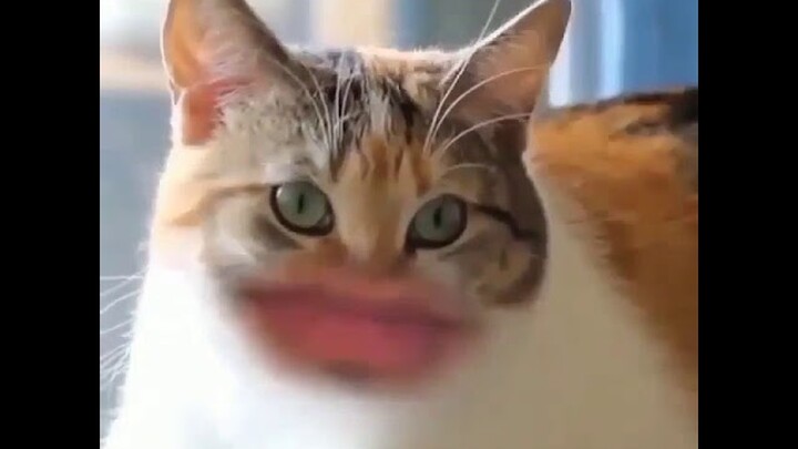 Video Lucu Hewan Kucing Ketika Suara Kitty di Dubbing