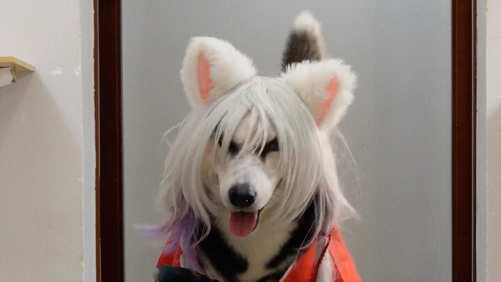 ฮา เวอร์ชั่น อินุยาฉะ เทพอสูรจิ้งจอกเงินSesshomaru - Husky catwalk