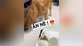 Lu cũng biết tự ái đó nha ! thucung cho pet dog thucungsieulay vuinhon trend xuhuong