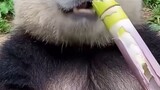 Panda Cute Makan Bambu