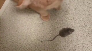 Cat 😢😢🐁🐱