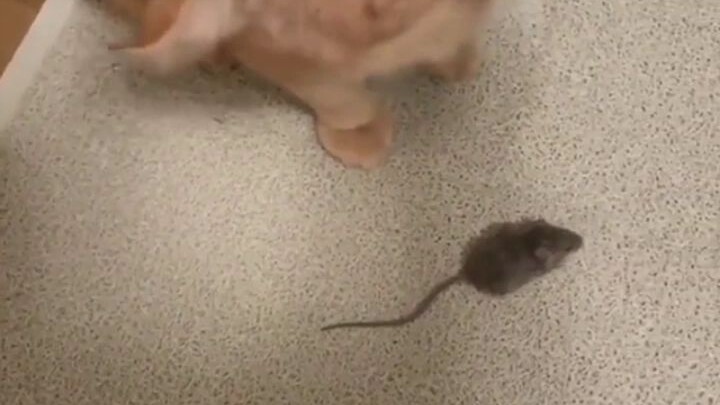 Cat 😢😢🐁🐱