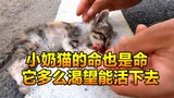 流浪的小奶猫被撞后，多么渴望人类伸出援手，真的希望它能被救活