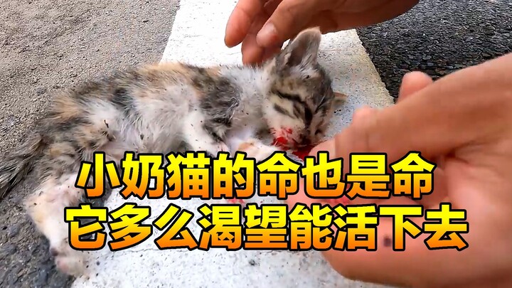 流浪的小奶猫被撞后，多么渴望人类伸出援手，真的希望它能被救活