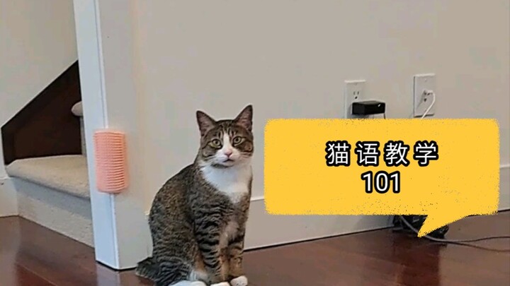 学猫语吗，童叟无欺，包教包会